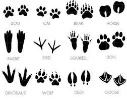 Kapcsolodo Kep Clip Art Animal Tracks Digital Clip Art