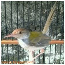 Oleh sebab itulah, ciri burung cucak io jantan dan betina harus dikuasai oleh semua pecinta burung, terlebih ketika burung yang dibeli diproyeksikan akan tetapi untuk membedakan ciri burung cucak ijo jantan dan betina, ada beberapa langkah yang sudah biasa dilakukan oleh para pecinta burung. Perawatan Prenjak Lumut Bakalan Agar Bertahan Hidup Dan Cepat Bunyi On Kicau