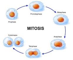 Gcse science cells wikibooks open books for an world. Plant Mitosis Vs Animal Mitosis Biology Wise