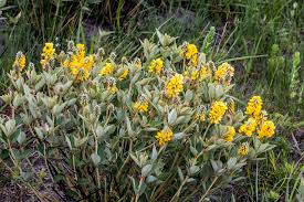 Image result for Eriosema psoraleoides