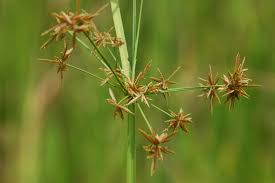 Image result for Cyperus haspan