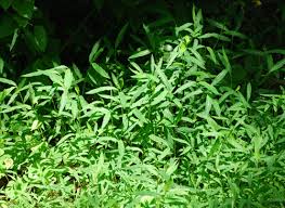 Image result for Microstegium