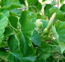 Image result for Ipomoea albivenia