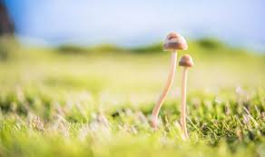 By terri marie beauséjour copyright 1999, all rights reserved. How To Get Rid Of Mushrooms On Your Lawn Top Tips For An Even Lawn Express Co Uk