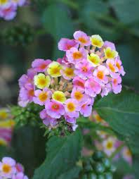 Hardy Lantana Lantana Flower Lantana Plant Heat Tolerant Flowers
