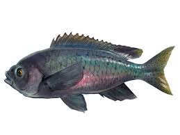 Image result for Pycreus smithianus