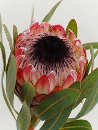 Image result for Protea welwitschii