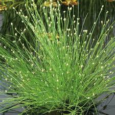Image result for Isolepis