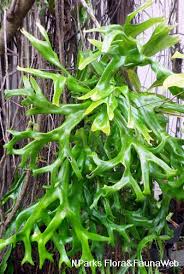 Image result for Pyrrosia rhodesiana