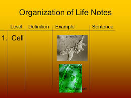 The cell is the smallest unit of life in an organism. Organization Of Life The Organization Of Life Objective You Will Be Able To Explain The Levels Of Organization And Put Them In The Correct Order Itinerary Ppt Download