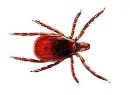 Ambassador pest is a trusted family company that has been providing peace of mind to boca raton, boynton beach, broward, dade, martin/st. Pest Control West Palm Beach Ambassador Pest Control