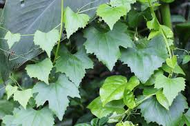 Image result for Zehneria scabra