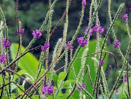 Cây đuôi chuột và những công dụng cho sức khỏe | Hoàn Mỹ