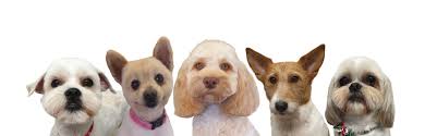 Groomers bbs, all about pet grooming, the original website for pet groomers by pet groomers. Waggly Tails Dog Grooming Boarding Kennels