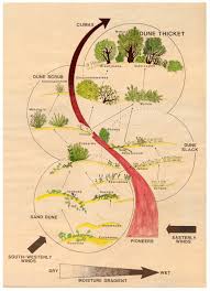 Image result for Anthospermum ammannioides