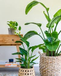 Place away from housing structures to accommodate mature size. Strelitzia Nicolai White Bird Of Paradise Plantvine