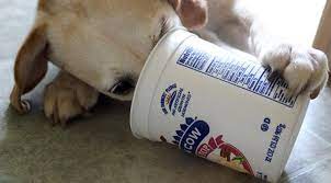 Best puppy foods for siberian huskies wellness complete health puppy. 4 Yogurt Dog Treat Recipes To Spoil Your Pet Healthy The Dog People By Rover Com
