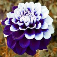 Blue Dahlia Tubers Easy To Grow Flowers Flowers Perennials Flower Seeds