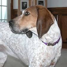 Maybe you would like to learn more about one of these? Pin On Four Legs Good