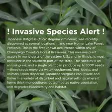 Image result for Microstegium