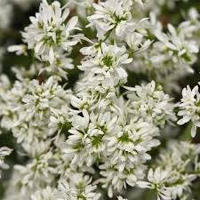 Image result for Euphorbia hypericifolia