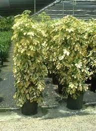 3,913 likes · 2 talking about this · 1 was here. Schefflera Arboricola Care Growing The Dwarf Umbrella Tree
