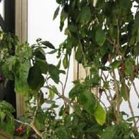 Image result for Psychotria kirkii