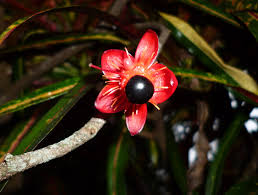 Image result for Ochna atropurpurea