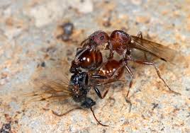 Image result for Pogonospermum subsessile