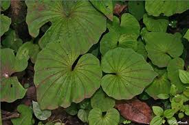 Image result for Nervilia sp.no.4