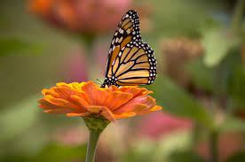 Como Atraer Mariposas Al Jardin Mariposa Monarca Comederos De Aves Caseros Y Mariposas
