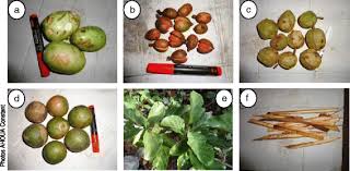 Image result for Magnistipula