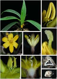 Image result for Hypoxidaceae