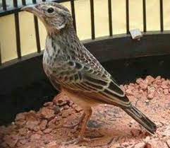 Peseberan burung ini berada diwilayah. Mengenal Burung Branjangan Beserta Cara Perawatannya Dunia Hobi Burung