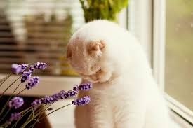 It's important to know the best house plants safe for cats to ensure your pets health. Pet Safe Plants Indoor Outdoor Fresh By Ftd