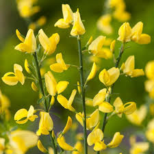 Cytisus X Praecox Allgold Broom Dobbies Garden Centres Shrubs Plants Garden Center