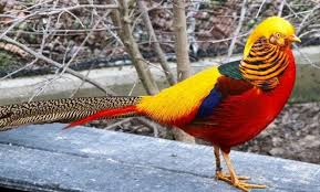 Gambar burung yang paling cantik di dunia. Ada Beragam Burung Cantik Dan Menawan Dilansir Dari Berbagai Sumber