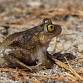 Wildlife on Tap: Built for a Toad: How Restoring Wetlands Brings Wildlife Back