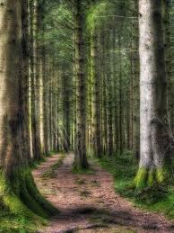 Forests and woodland in wales are currently under the remit of natural resources wales, a welsh government sponsored body formed in 2013, taking over the functions of the countryside council for wales, forestry commission wales and the environment agency in wales (natural resources wales, 2014). The Forest By Matthew Jones 500px Brecon Beacons Wales England Forest