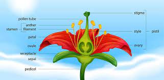 Parts of the flower and their functions. Parts Of A Flower And Their Functions With Diagram Trees Com