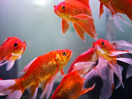 We have fictional fish names, hilarious fish names, mythical fish names, and more. Fish For Wealth All About The Feng Shui Aquarium
