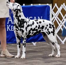 Profil untuk Rock'N'Spark Dalmatians