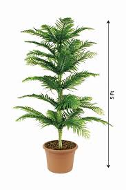 Image result for Araucaria columnaris