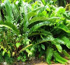 Image result for Alafia zambesiaca