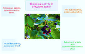 Image result for Syzygium cumini