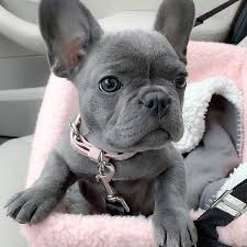 2 french bulldog puppies for sale in pennsylvania. Available Frenchies French Bulldogs Puppies For Sale French Bulldog Puppies Bulldog Puppies Grey French Bulldog