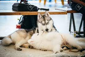 灰色アダルト シベリアン ハスキー犬 Sibirsky ハスキーと若いサモエド床に再生の写真素材・画像素材 Image 28684568