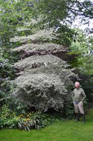 Image result for Xerophyta argentea