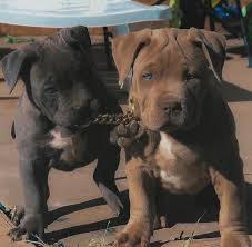 Pitbull Puppies And Blue Eyes Image 7050962 On Favim Com