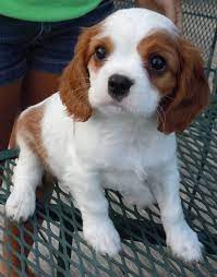 Pin By Jennifer Homan On Dogs Spaniel Puppies For Sale King Charles Cavalier Spaniel Puppy Cavalier King Charles Dog